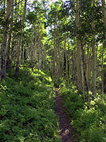 Aspen forest