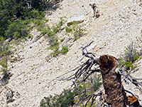 Bighorn sheep by Mystery Canyon