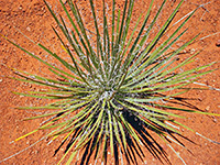 Yucca angustissima