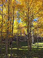 Aspen in the fall