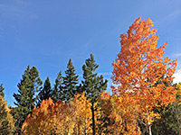 Orange-leafed aspen