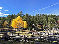 Aspen at Parks Pasture