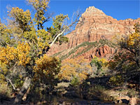 Cottonwoods below Bridge Mountain