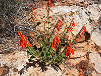 Eight flower stems