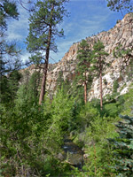 Trees beside the stream