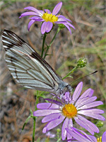 Pine white butterfly