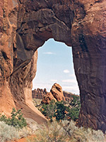 Pine Tree Arch