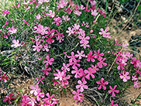 Small flowers