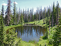 Reflections on a pond