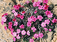 Prickly phlox