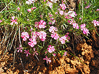 Pink phlox