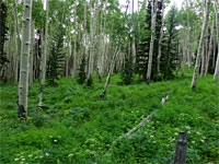 Trees and undergrowth