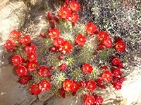 Echinocereus cluster