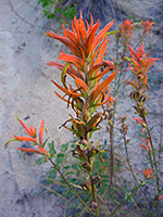 Red paintbrush