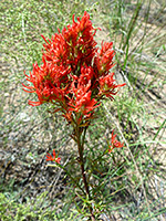 Indian paintbrush