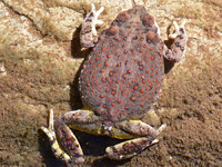 Red-spotted toad