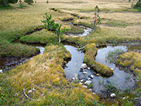 Stream in Reids Meadow