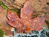 Dew on a leaf