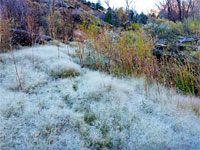 Dense vegetation