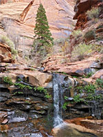 Pine above a waterfall