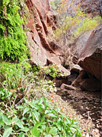 Monkeyflowers by the stream