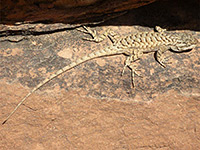 Northern sagebrush lizard