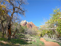 Trees by the trail