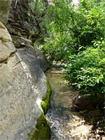 Bushy streamway