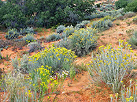 Yellow flowers