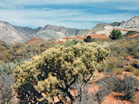 Cholla cactus