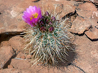Sclerocactus parviflorus, Glen Canyon National Recreation Area