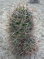 Sclerocactus parviflorus