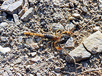 A scorpion