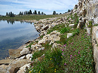 Flowers beside Shaler Lake