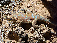 Side blotched lizard