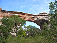 Trees beneath Sipapu Bridge