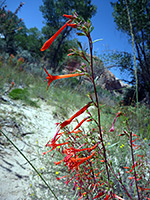 Reddish stems