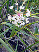 White flowers