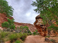 Cottonwood trees