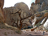 Cottonwood tree