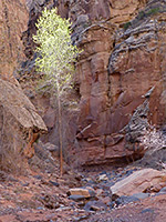 Tree and cliffs