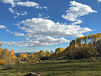 Meadow and aspen