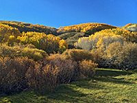 Aspen near Steep Creek