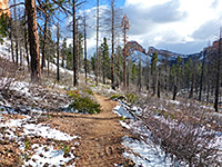 Trees in Swamp Canyon