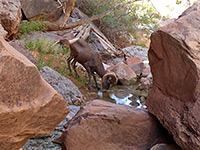 Bighorn sheep