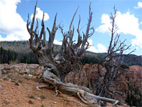 Two bristlecone pines