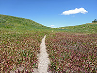 Reddish plants