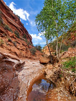 Tom's Canyon Trail