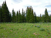 Meadow on the plateau