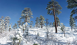 Trees and blue sky